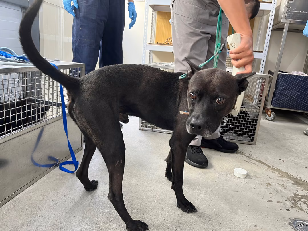 The dog, from the shelter's listing