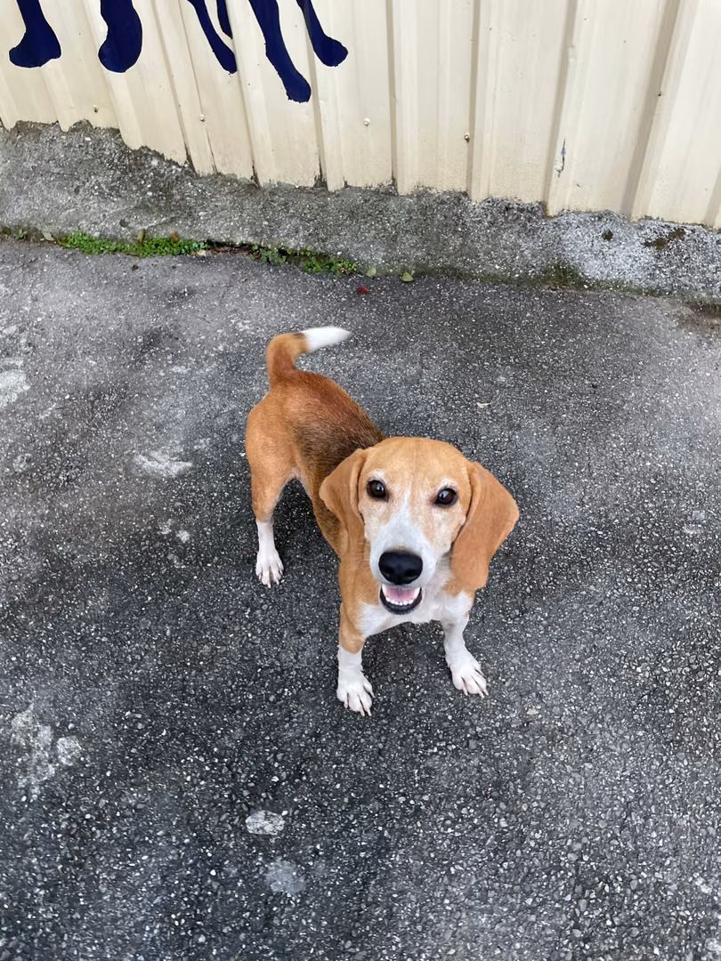 The dog, from the shelter's listing