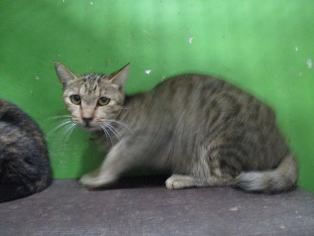 The cat, from the shelter's listing