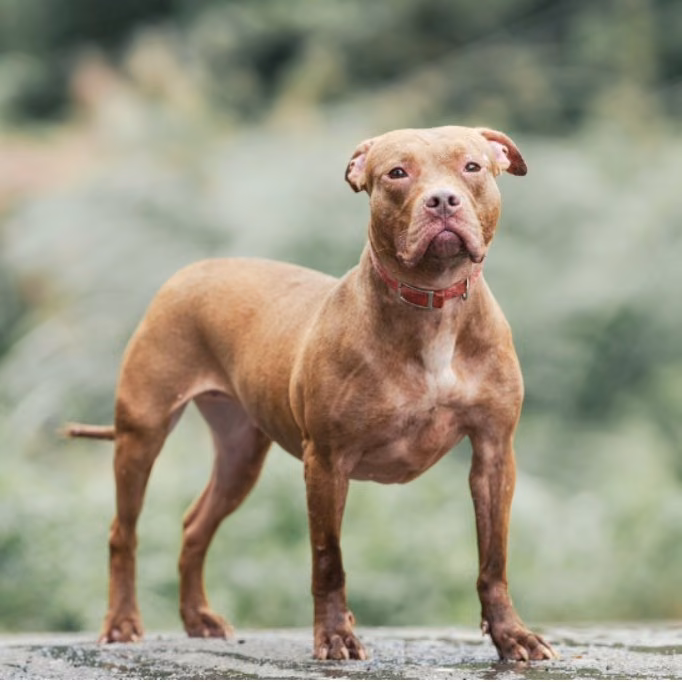 The dog, from the shelter's listing