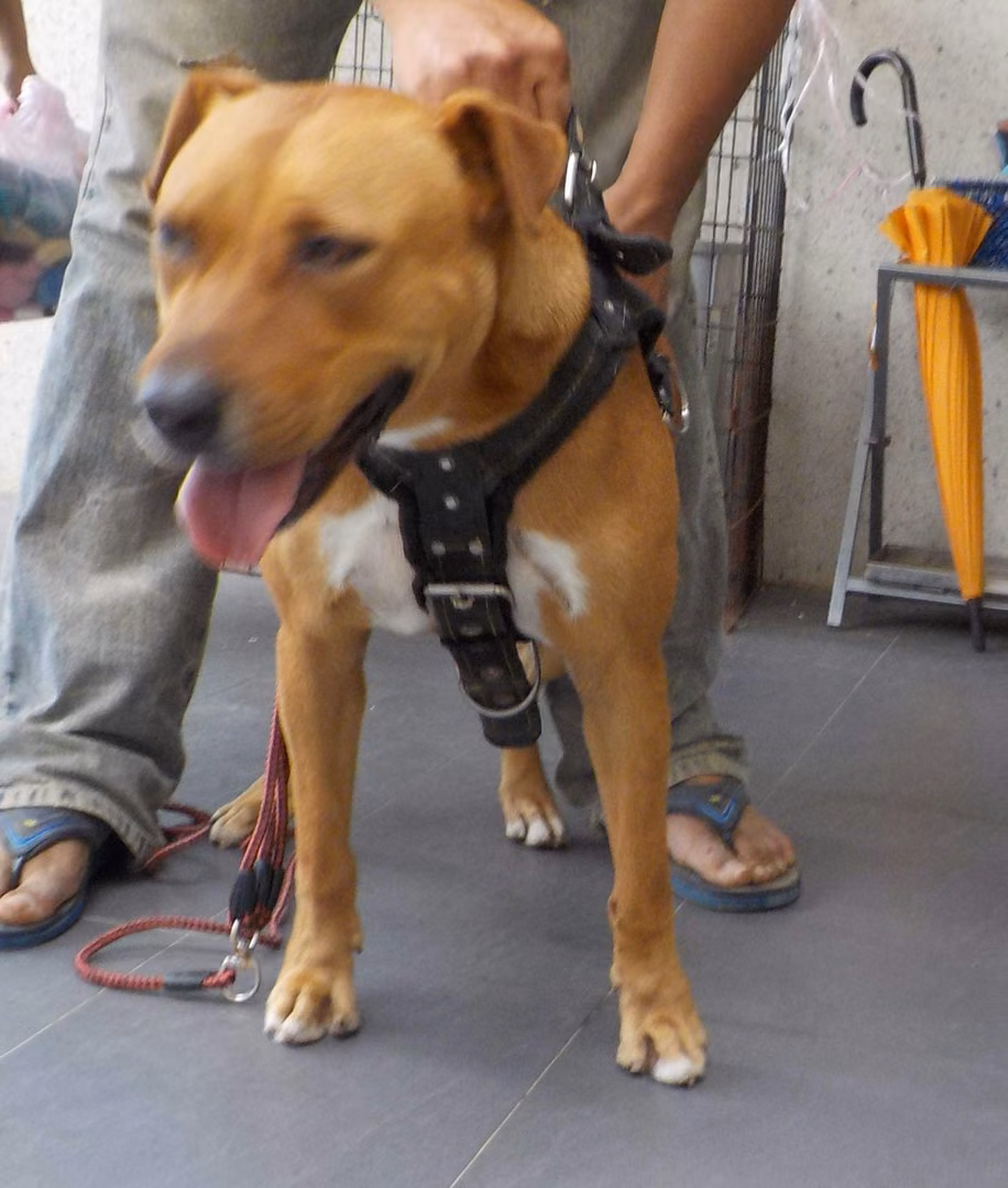The dog, from the shelter's listing