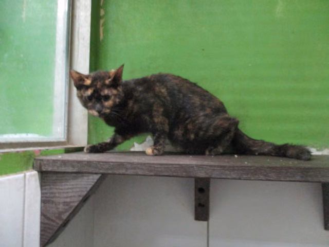 The cat, from the shelter's listing