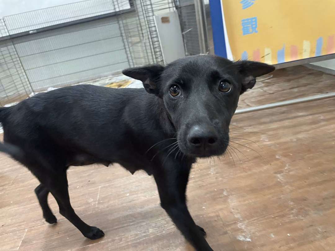 The dog, from the shelter's listing