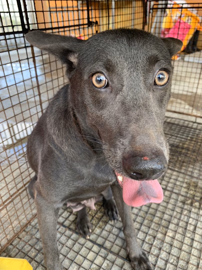 The dog, from the shelter's listing