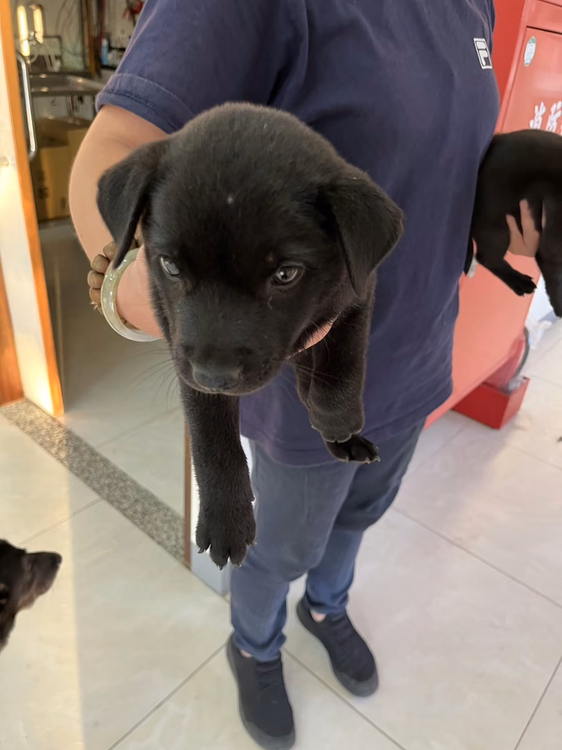 The dog, from the shelter's listing