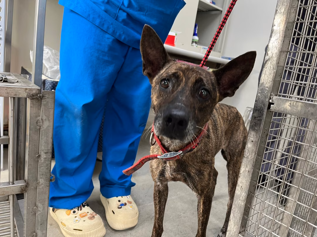 The dog, from the shelter's listing