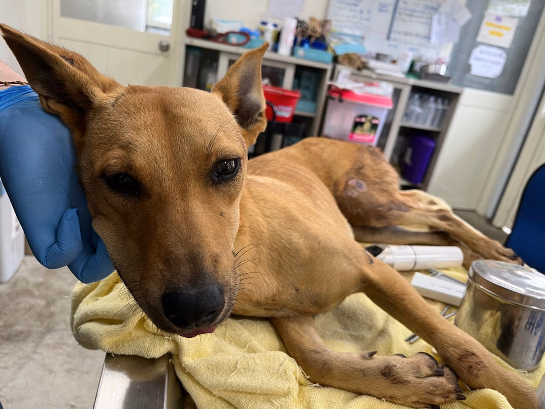 The dog, from the shelter's listing