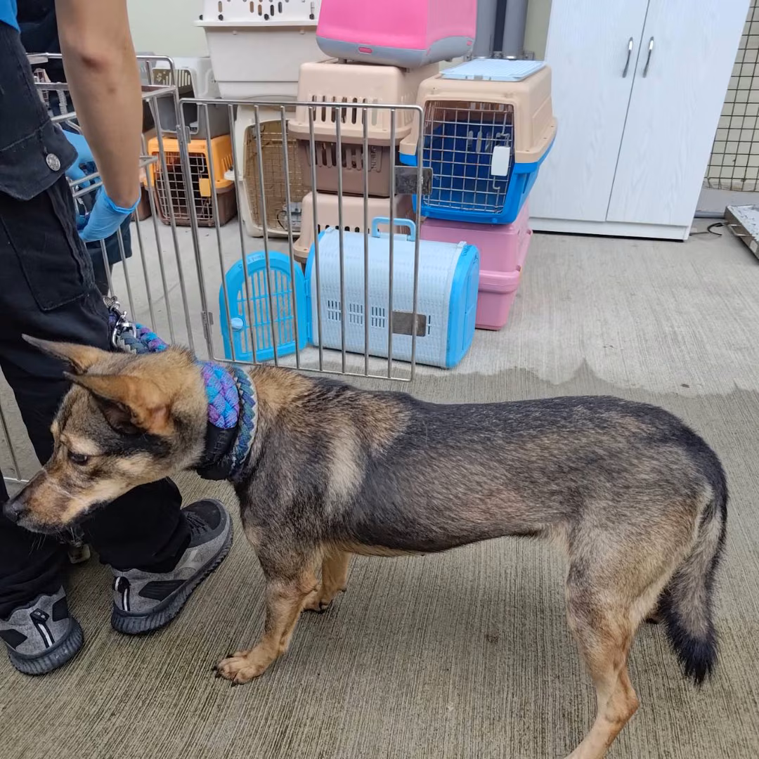 The dog, from the shelter's listing