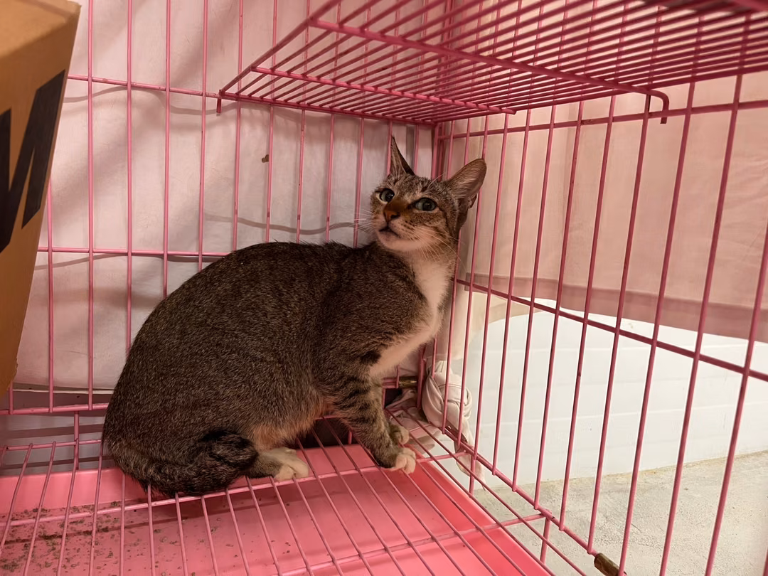 The cat, from the shelter's listing