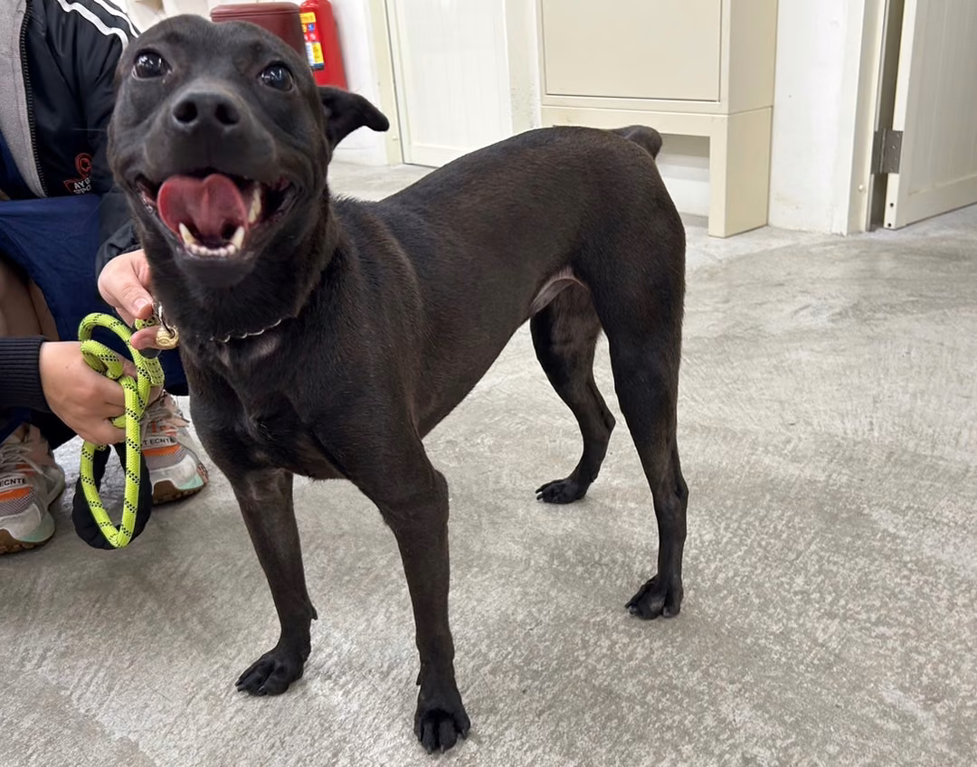 The dog, from the shelter's listing