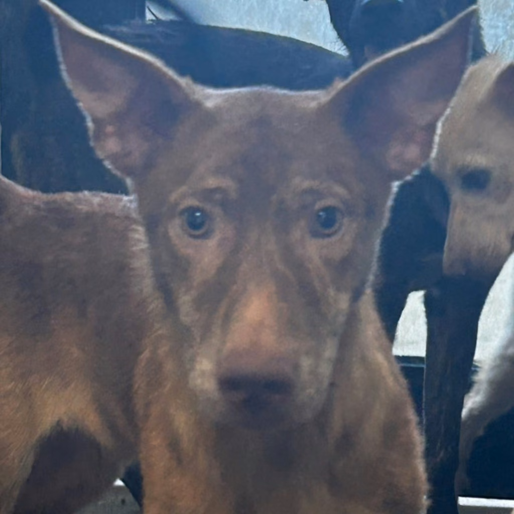 The dog, from the shelter's listing
