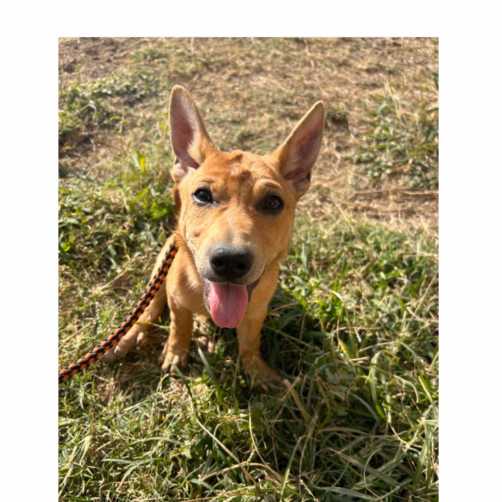 The dog, from the shelter's listing