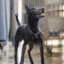 The dog, from the shelter's listing