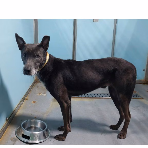 The dog, from the shelter's listing