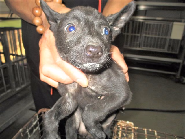 The dog, from the shelter's listing