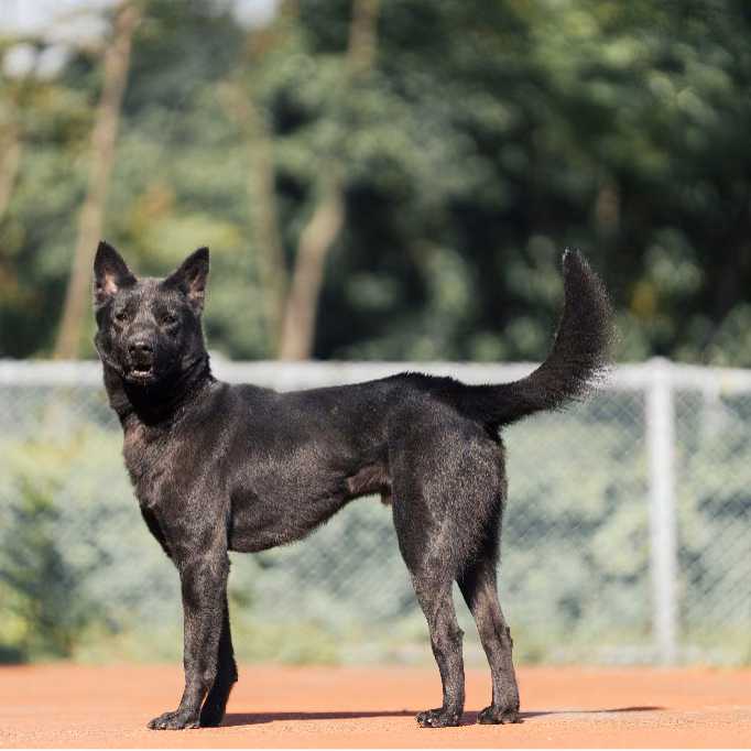 The dog, from the shelter's listing