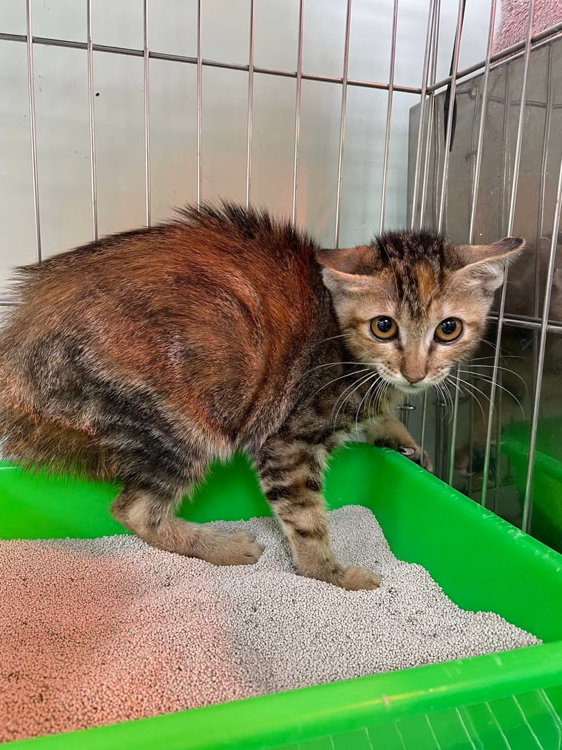 The cat, from the shelter's listing