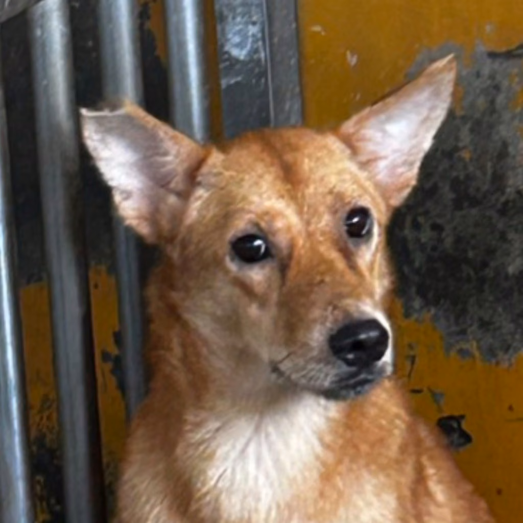 The dog, from the shelter's listing