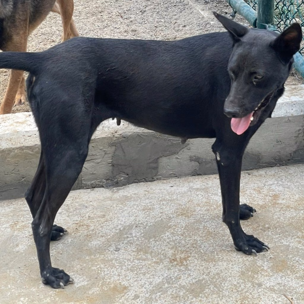 The dog, from the shelter's listing