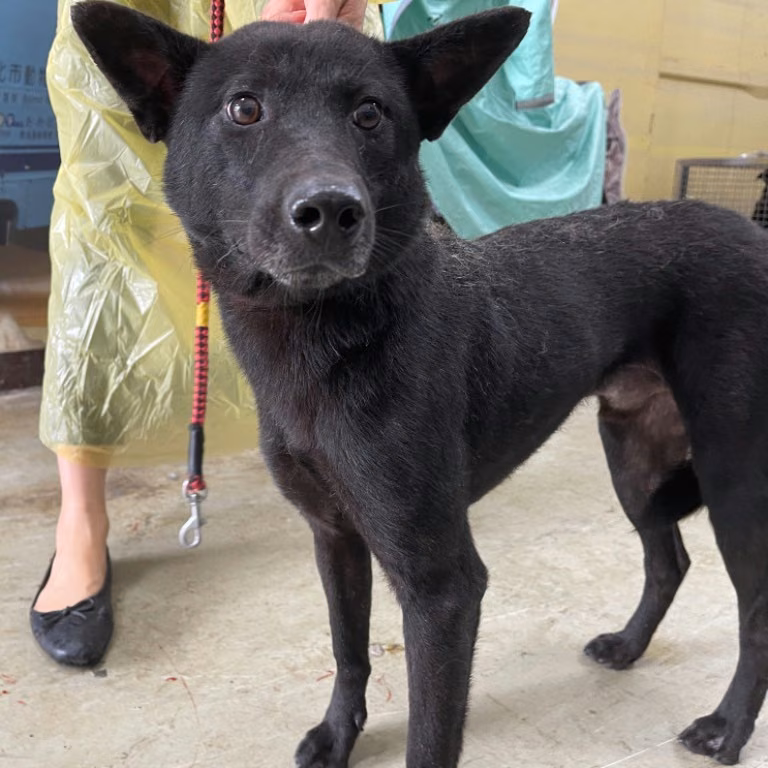 The dog, from the shelter's listing
