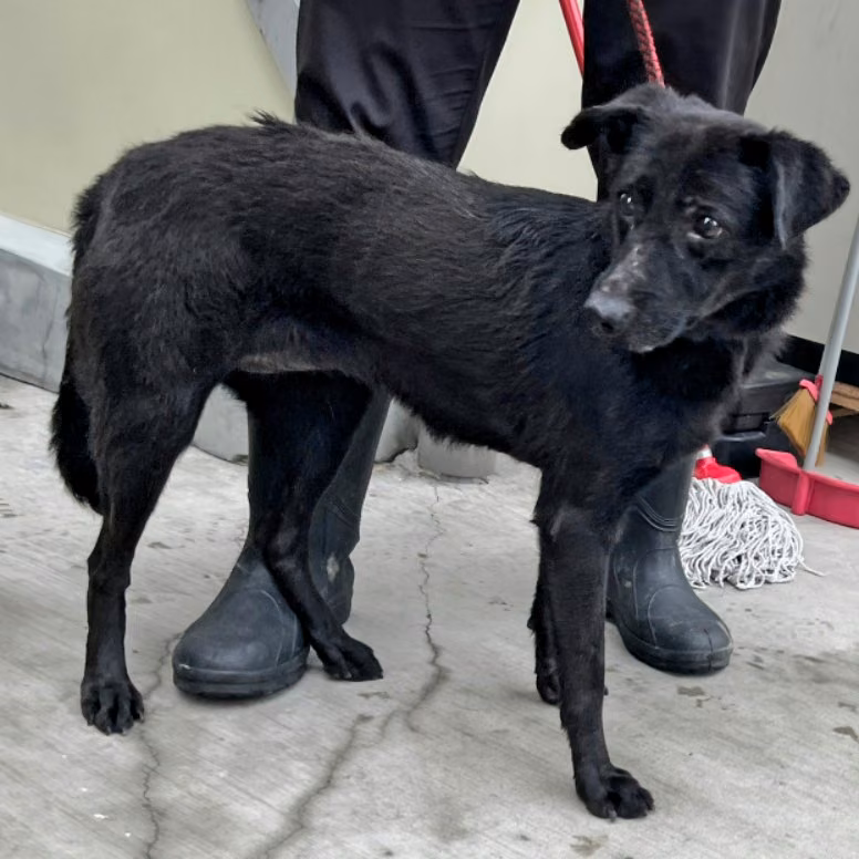 The dog, from the shelter's listing