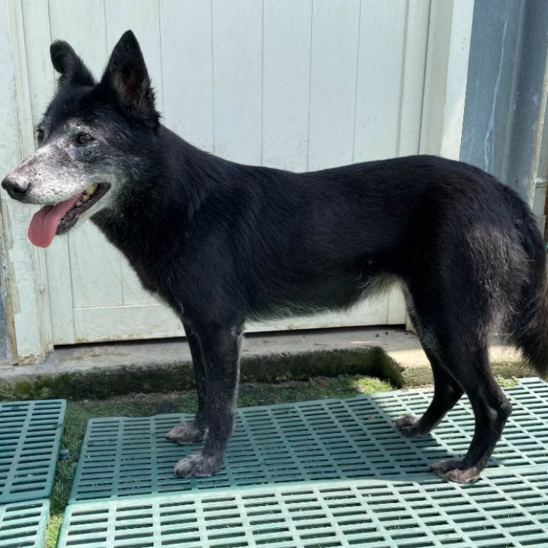 The dog, from the shelter's listing