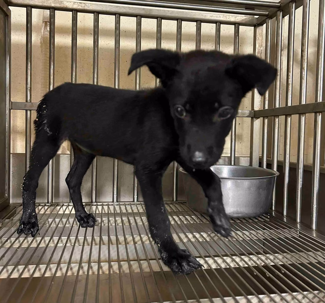 The dog, from the shelter's listing