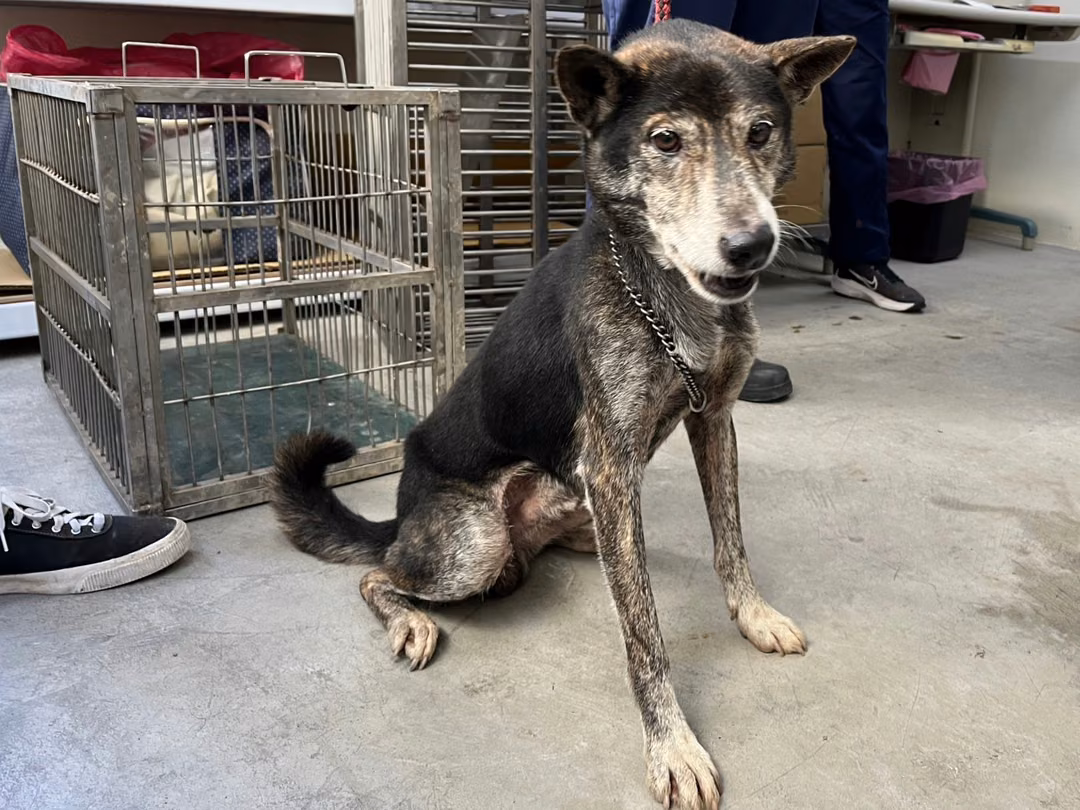 The dog, from the shelter's listing