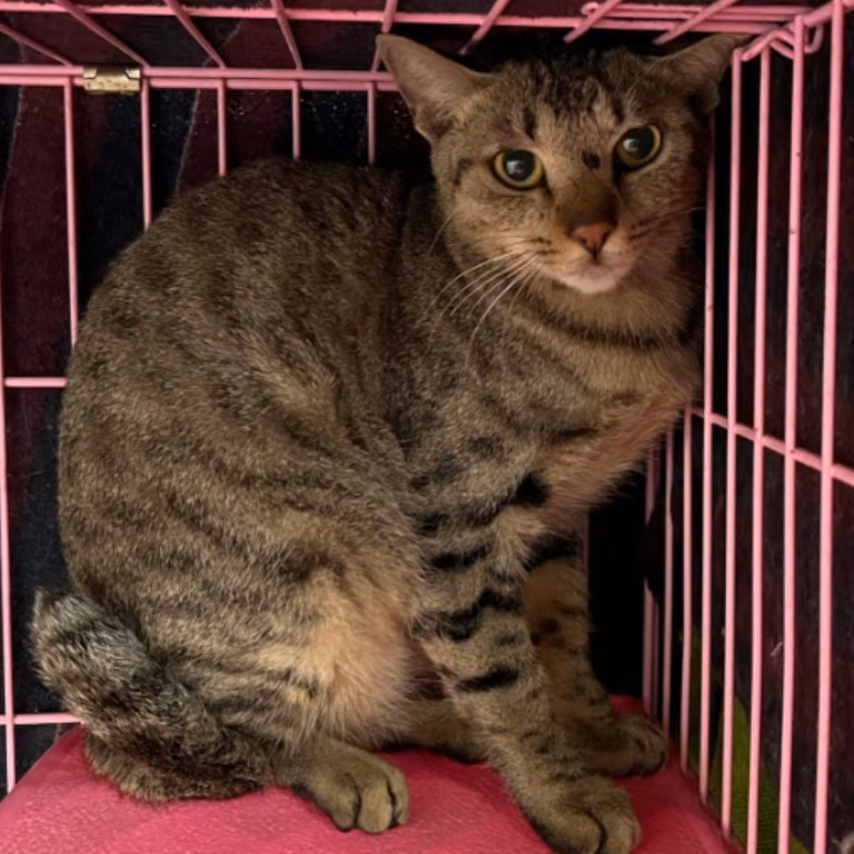 The cat, from the shelter's listing
