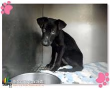 The dog, from the shelter's listing