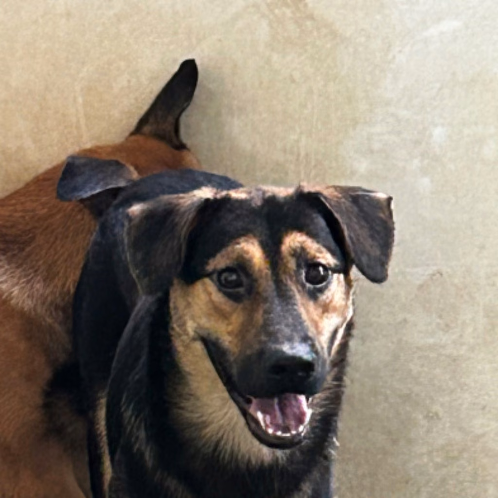 The dog, from the shelter's listing