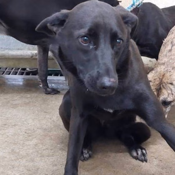 The dog, from the shelter's listing