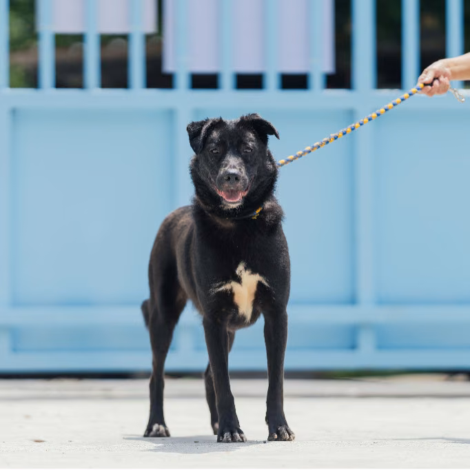 The dog, from the shelter's listing