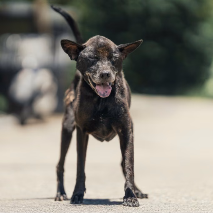 The dog, from the shelter's listing