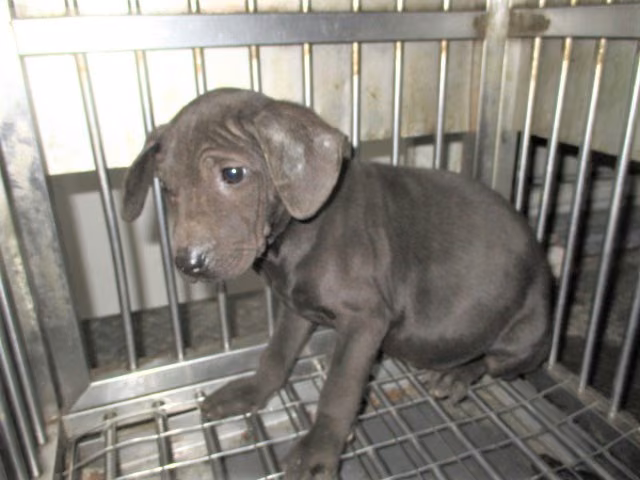 The dog, from the shelter's listing
