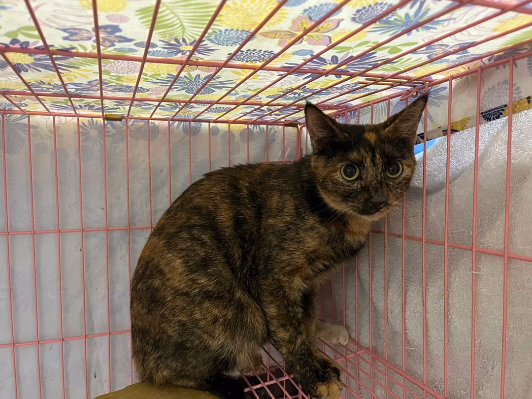 The cat, from the shelter's listing