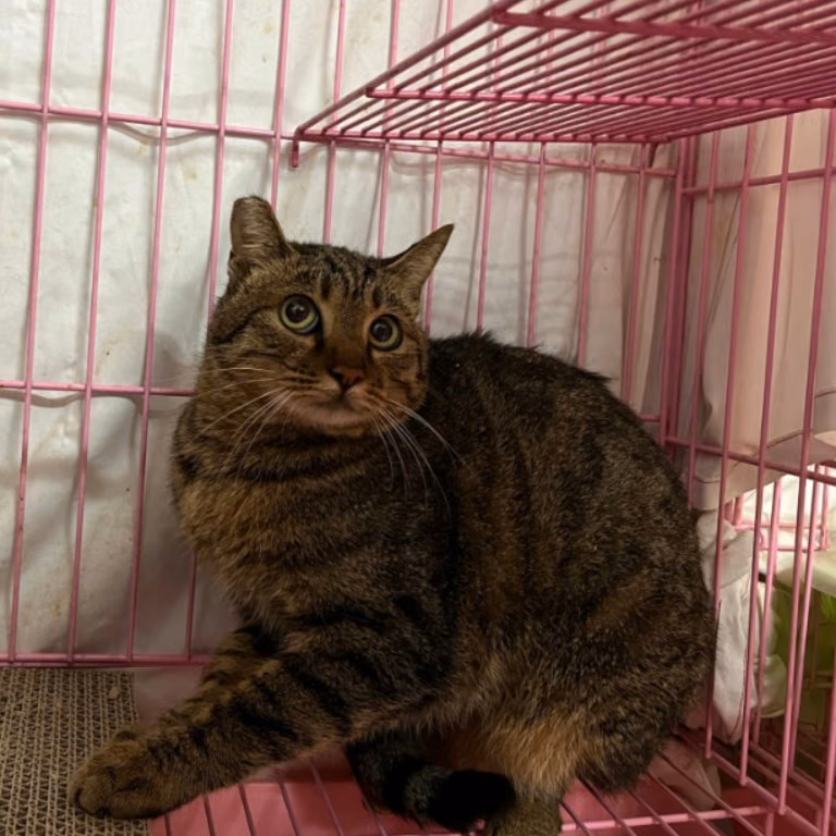 The cat, from the shelter's listing