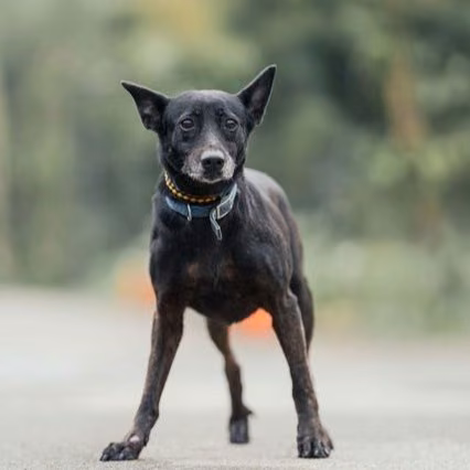 The dog, from the shelter's listing