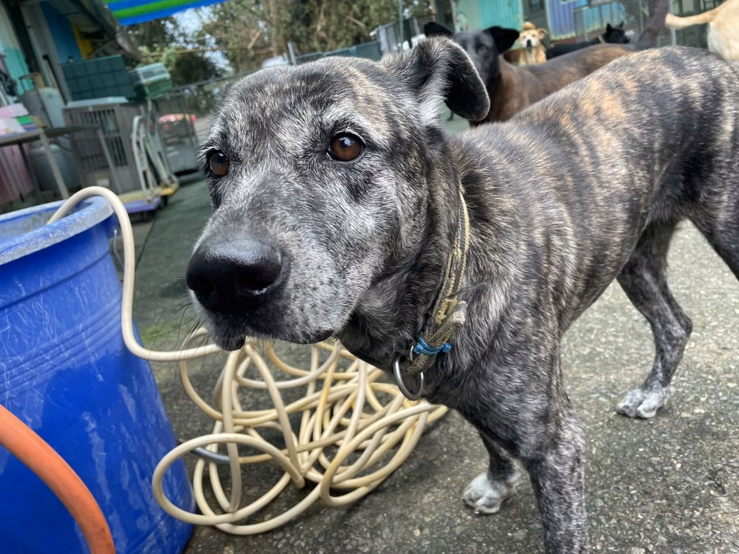 The dog, from the shelter's listing