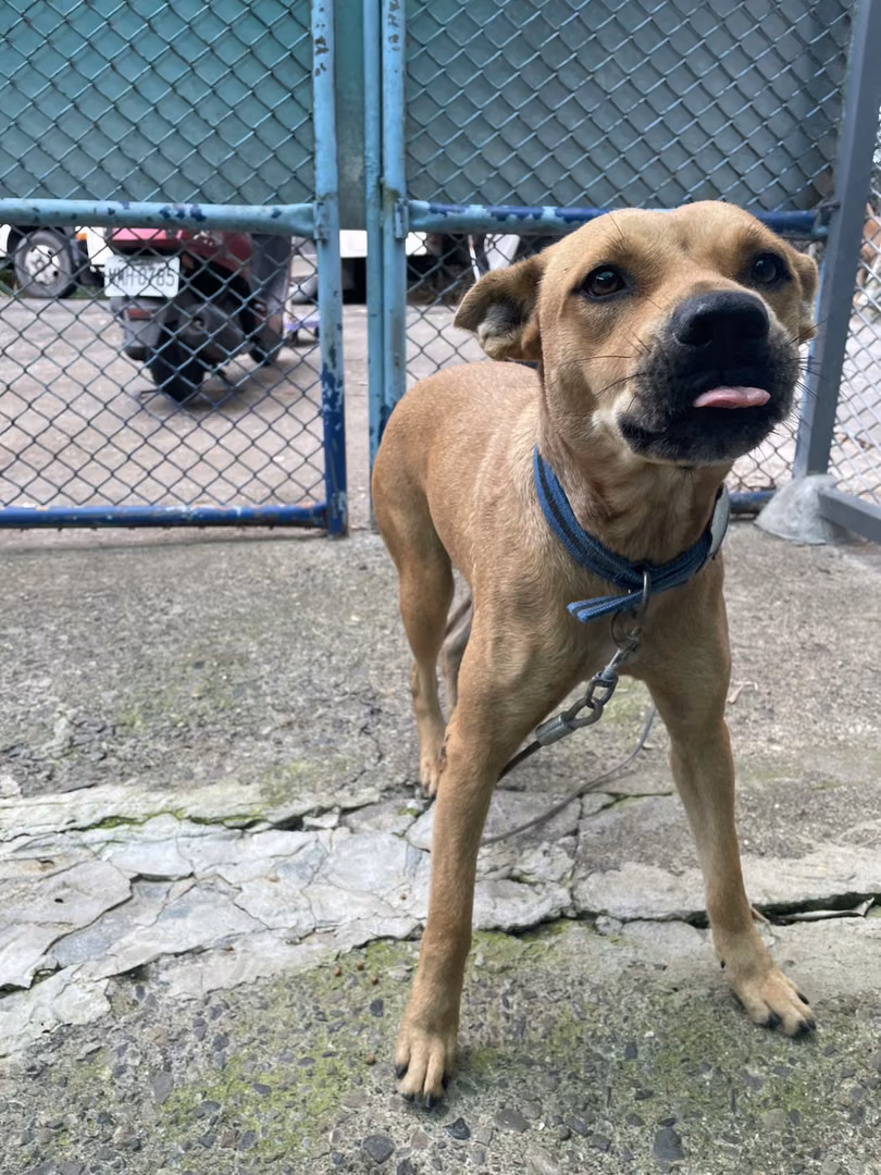 The dog, from the shelter's listing