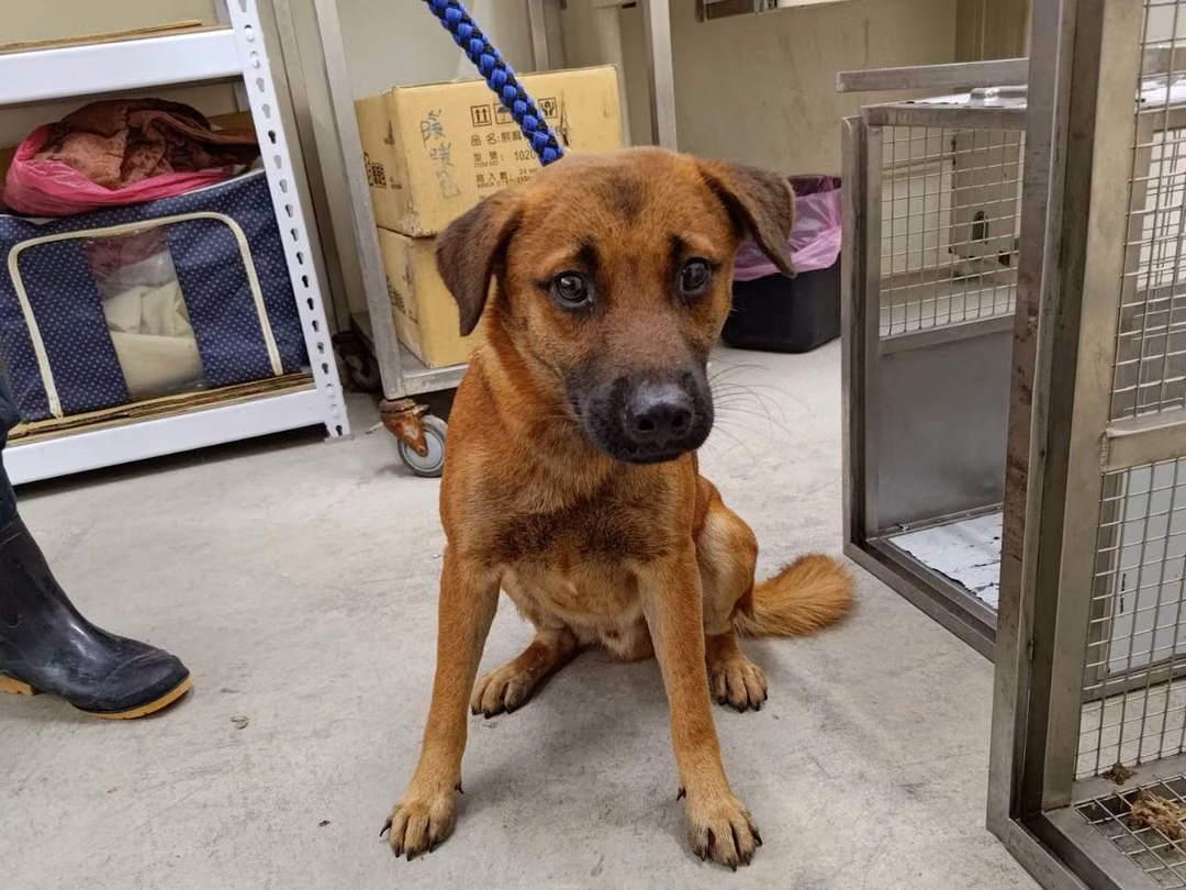 The dog, from the shelter's listing
