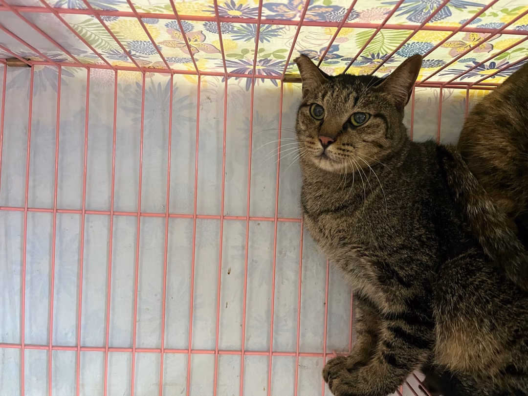 The cat, from the shelter's listing