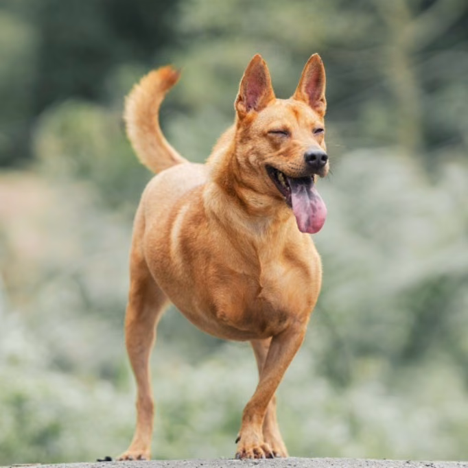 The dog, from the shelter's listing