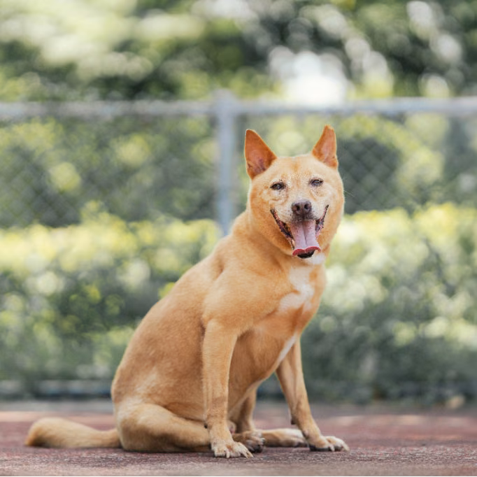 The dog, from the shelter's listing