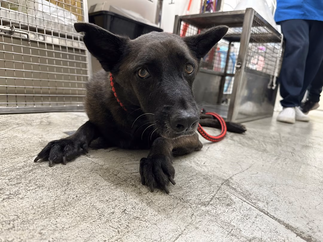 The dog, from the shelter's listing