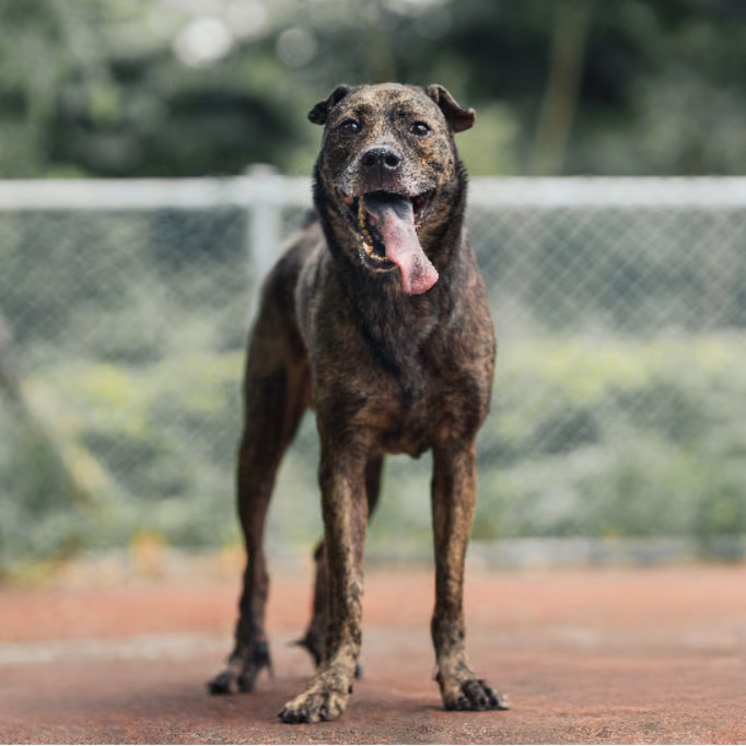The dog, from the shelter's listing