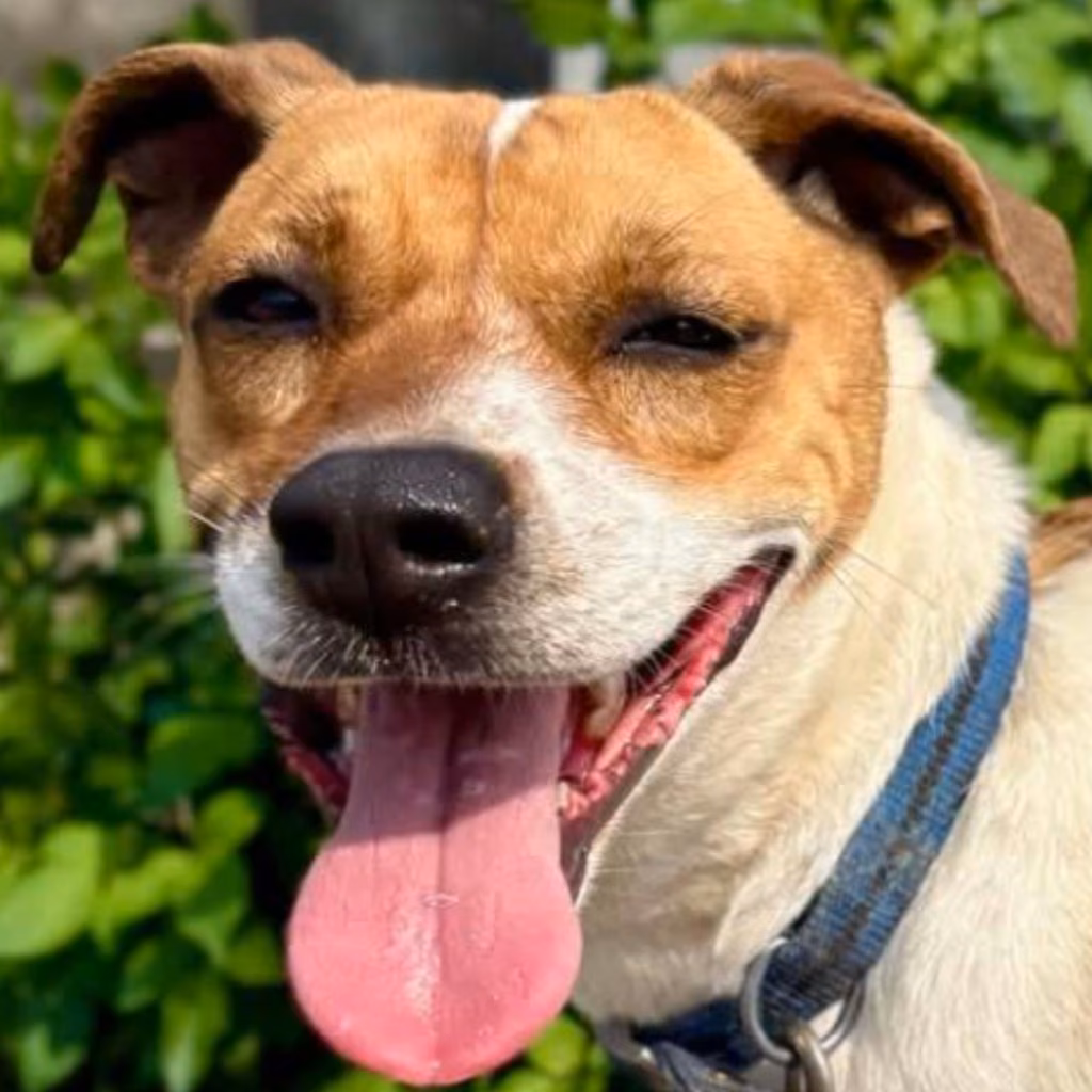 The dog, from the shelter's listing