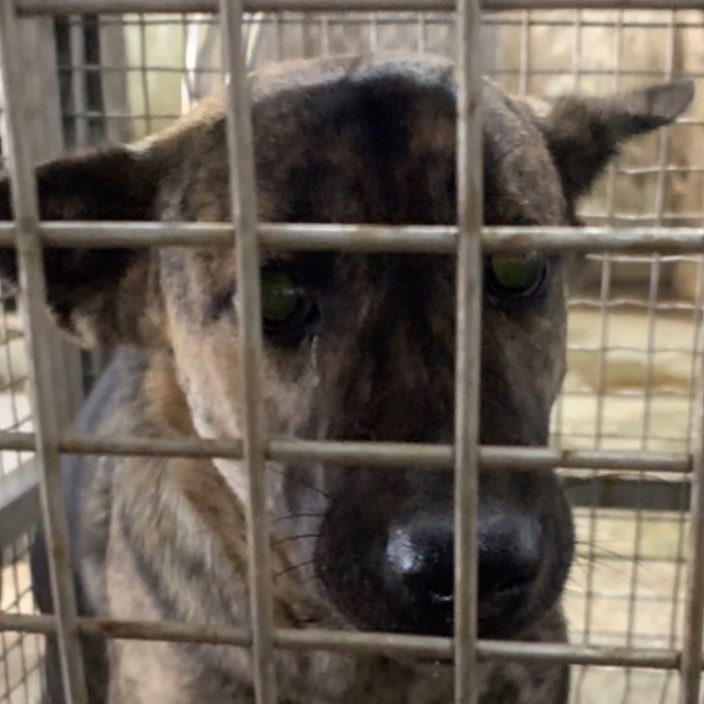 The dog, from the shelter's listing