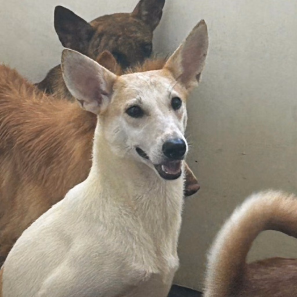 The dog, from the shelter's listing
