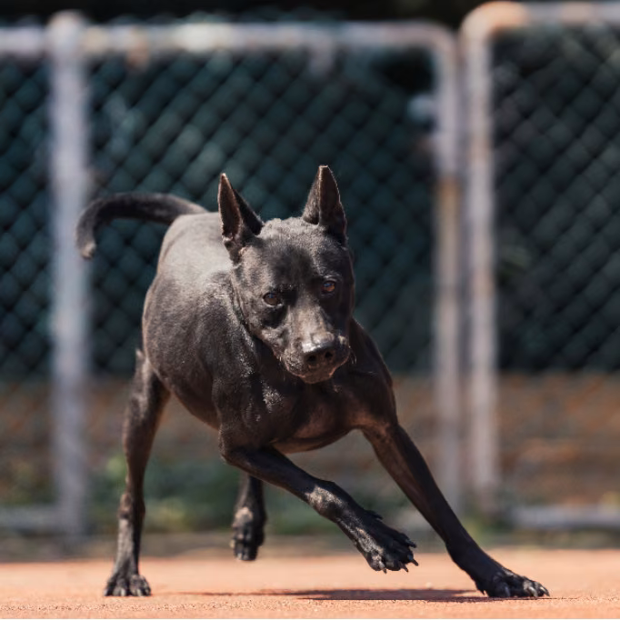 The dog, from the shelter's listing